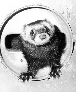Illustration for article titled A history of working ferrets